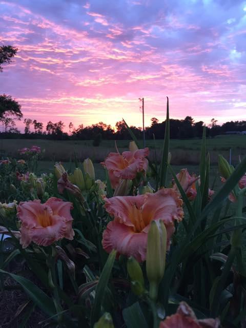 mary fancher's sunset pic with coralina